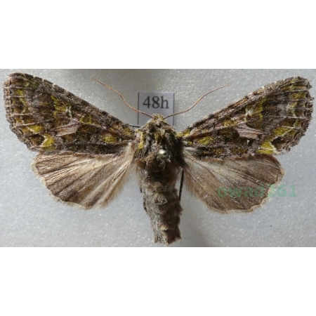 Trachea atriplicis (Linnaeus, 1758) male Agatówka łobodnica Czech48h